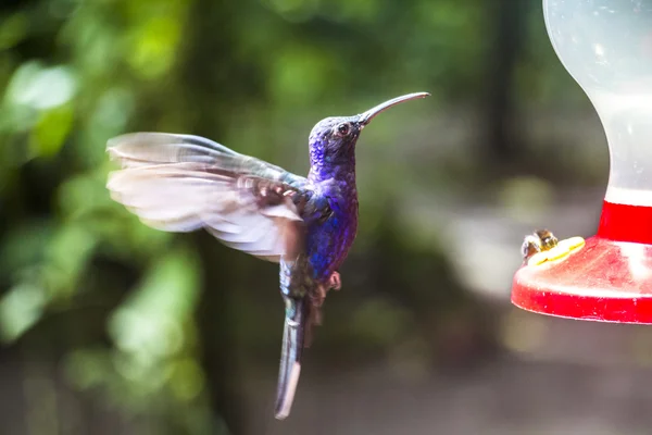 Blue flying hummingbird in Costa Rica