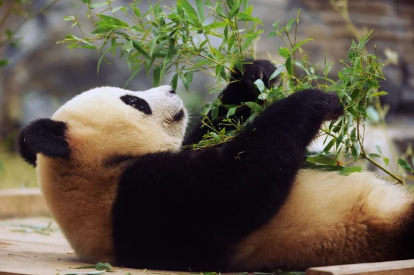 Close shot of a cute panda bear