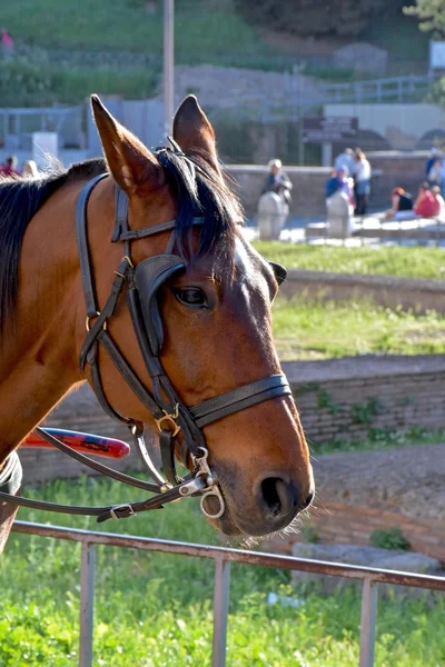 A horse pulling a carriage close up