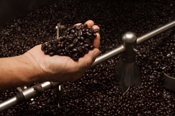 Freshly roasted coffee beans in a coffee roaster