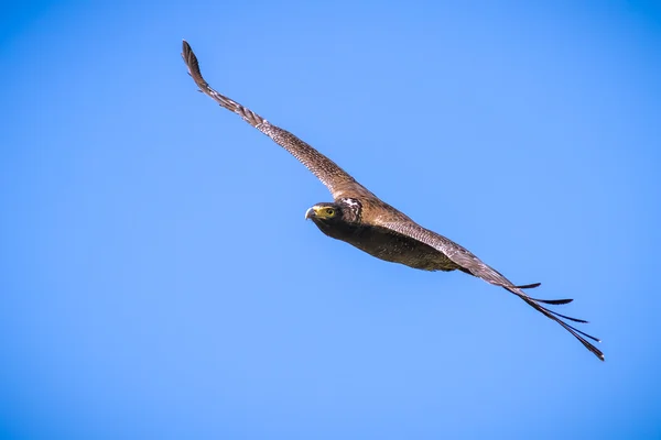 Serpent Eagle soaring in the blue sky