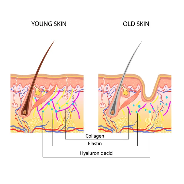 The anatomical structure of the skin, young and old skin