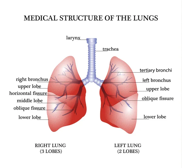 The anatomical structure of the lungs