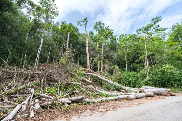 Trees cut down in the forest, deforestation or global warming concept, environmental issue