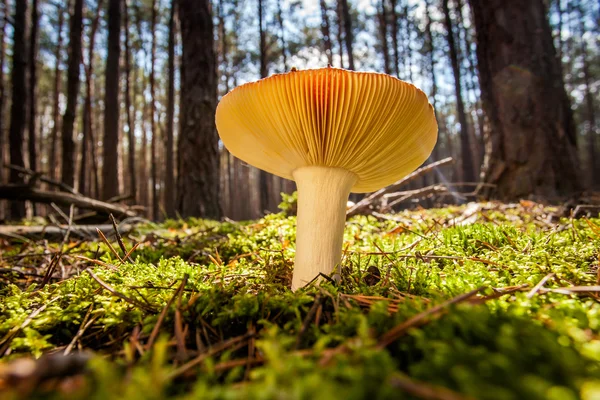 Beauftiful mushroom in a forrest