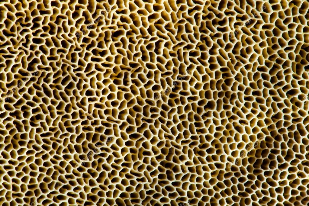Mushroom sponge detailed texture — Stock Photo © DenisVesely 99287706
