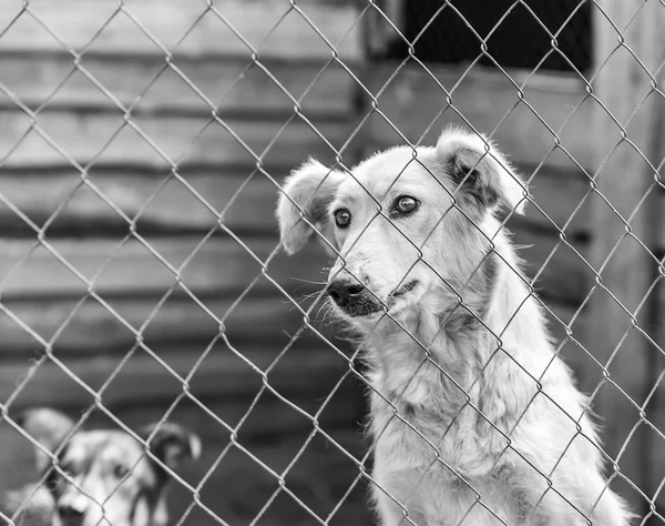 Abandoned dog in a cage