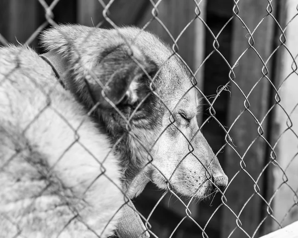 Abandoned dog in a cage