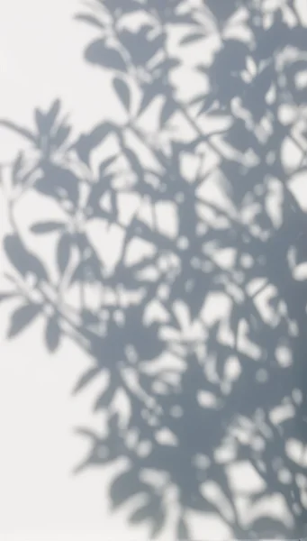 Tree shadow on the white wall pattern