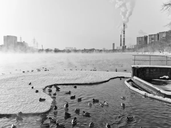 Black and white wildlife in the industrial city life winter snow and ice on the lake steam from water frost cold