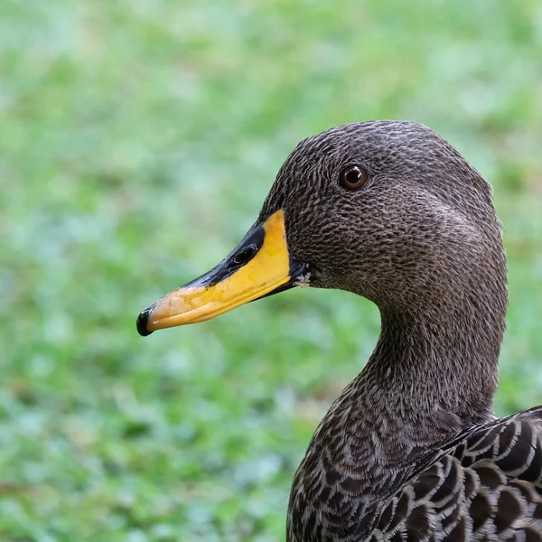 Yellobill duck head and neck