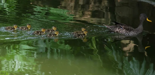 Yellow billed duck and seven ducklings