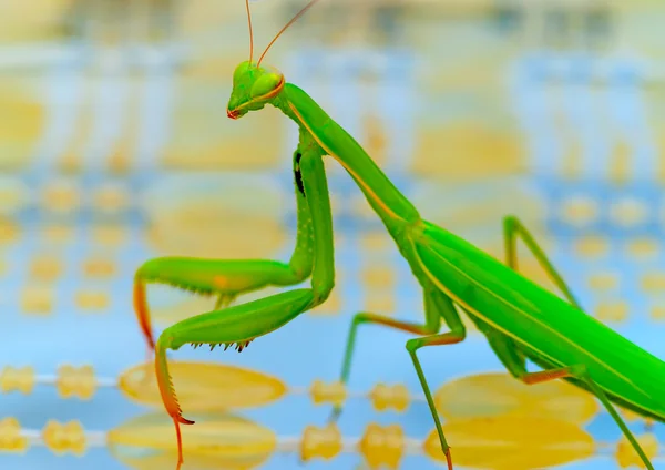 Praying Mantis green insect