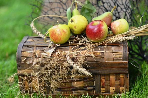 Juicy ripe apples and pears lay chest harvest.