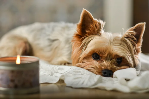 Dog York lies next to a candle.