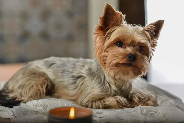 Dog York lies next to a candle.