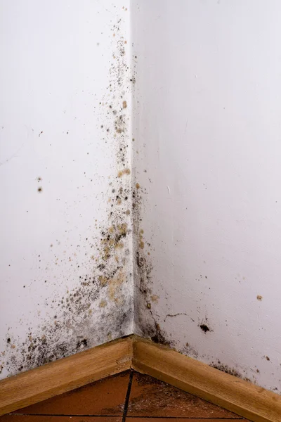 Black mold in the corner of room wall