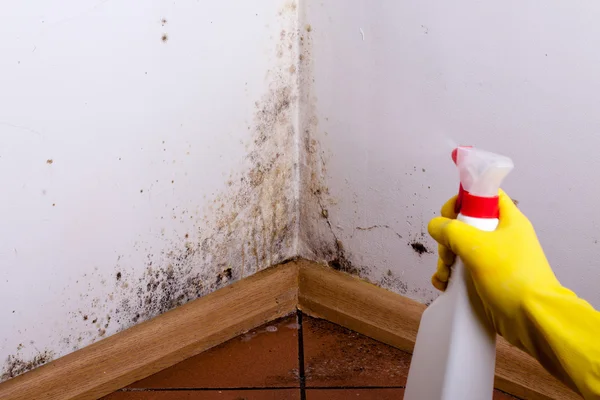 Black mold in the corner of room wall