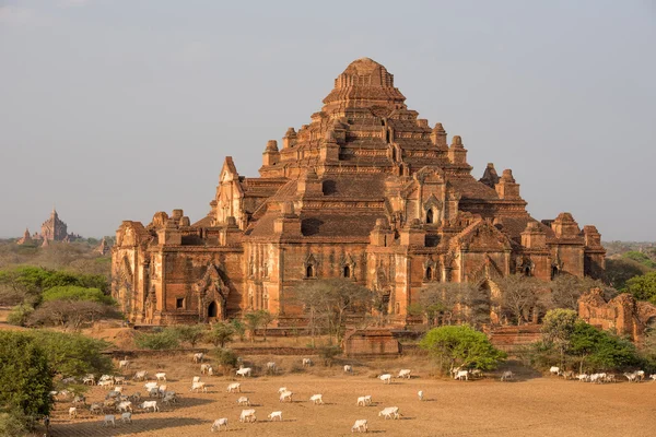 Dhammayangyi temple The biggest Temple in Bagan , Myanmar