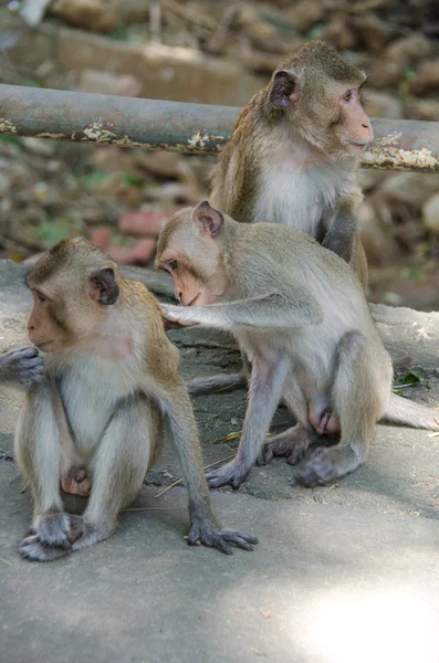Three monkeys (crab eating macaque)