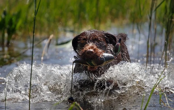 The hunting dog bears a duck from water. Deutsche Drahthaar.