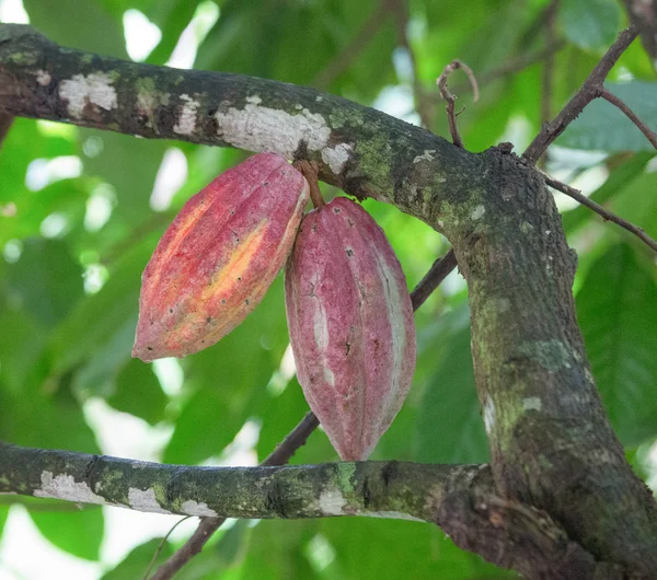Red cocoa plant growing on tree.