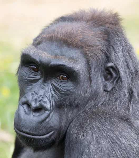 Mountain gorilla deep in thought.