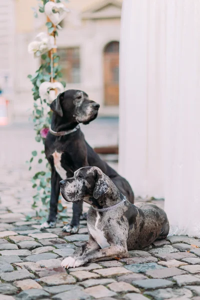 Two purebred hounds sitting near wedding decorations in the lviv city center