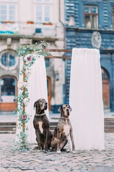 Two purebred dogs near the vintage wedding arch in Lviv city centre