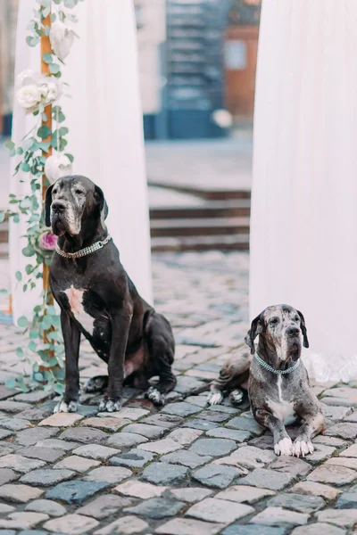 Couple of purebred hounds sitting on the pavement near the wedding decorations in the  european city center