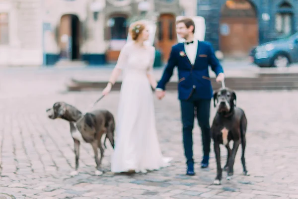 Beautiful wedding couple walking the dogs in the Lviv city center