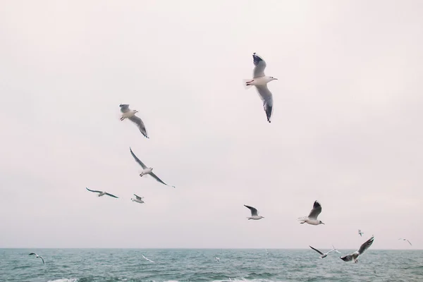 Vintage photo of flying seagulls. Beautiful sea landscape