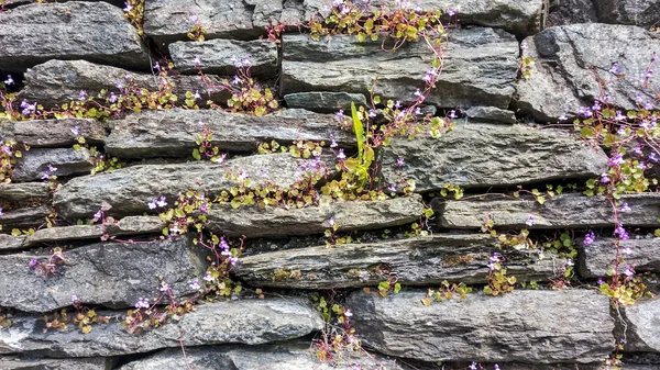 Stone wall with small flowers