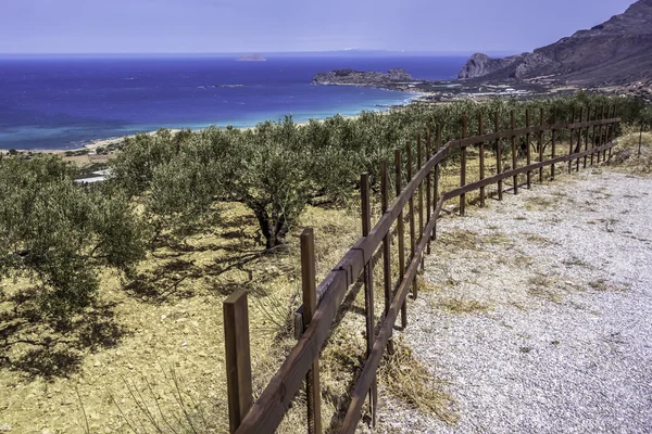 Olive trees growing on the hill over the sea