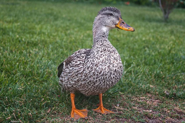 Portrait of a domestic duck