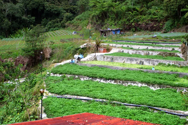 Vegetable Farm at Cameron Highlands, Malaysia