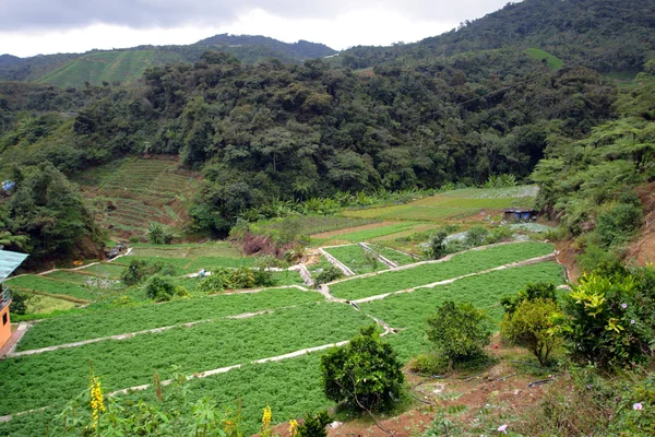 Vegetable Farm at Cameron Highlands, Malaysia