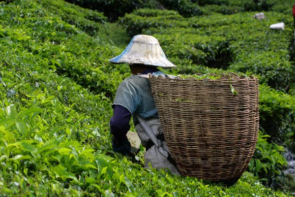 Cameron Highland, Malaysia