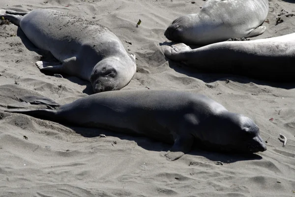 Sea lions at the Pacific Coast, California, USA