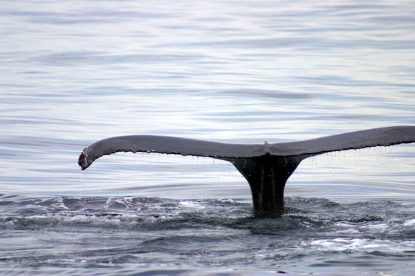 Tail fin of a gray whale in Atlantic