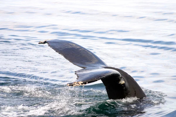 Tail fin of a gray whale in Atlantic