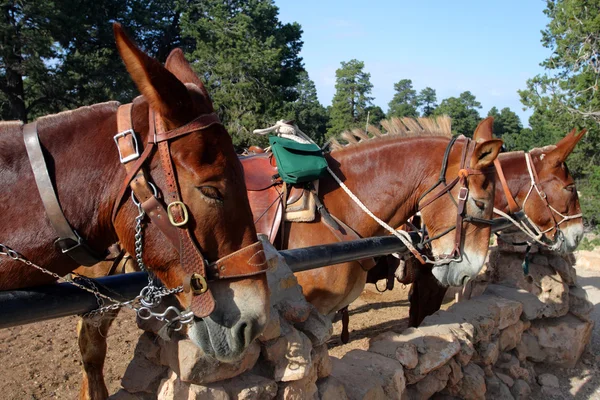 Mule at the Grand Canyon National Park