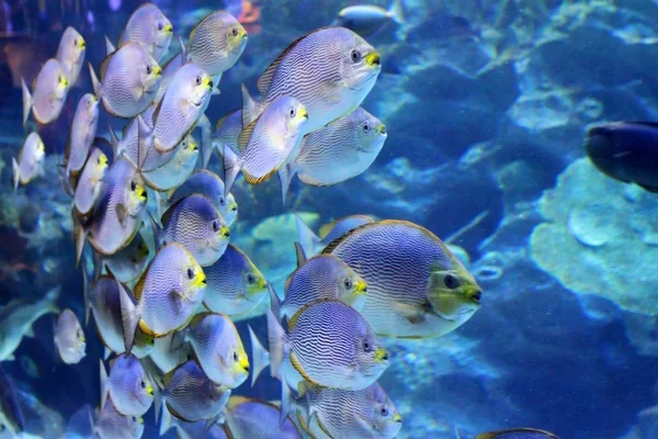 Big indoor aquarium with selection of different marine animals