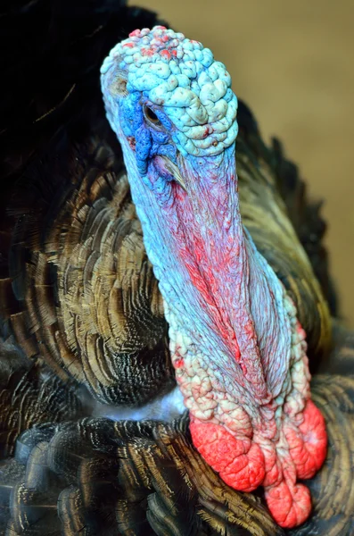 Wild Turkey (Meleagris gallopavo)