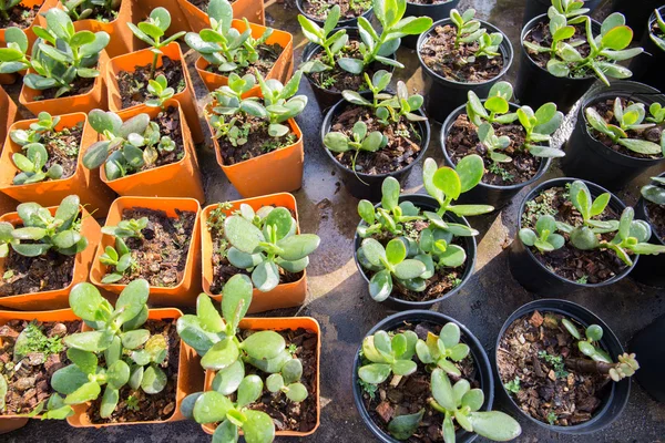 Nursery plant in orange pot in home\'s garden, Thailand