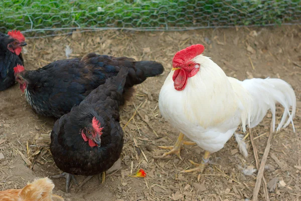 Black chickens and white hen outside in enclosure at the farm