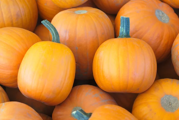 Pumpkins at the market for halloween or thanksgiving