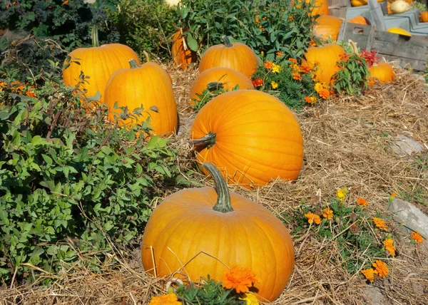 Halloween garden of pumpkins in october thanksgiving