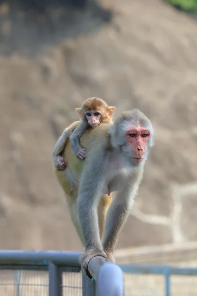 Monkey in Kam Shan Country Park, Kowloon, Hong Kong