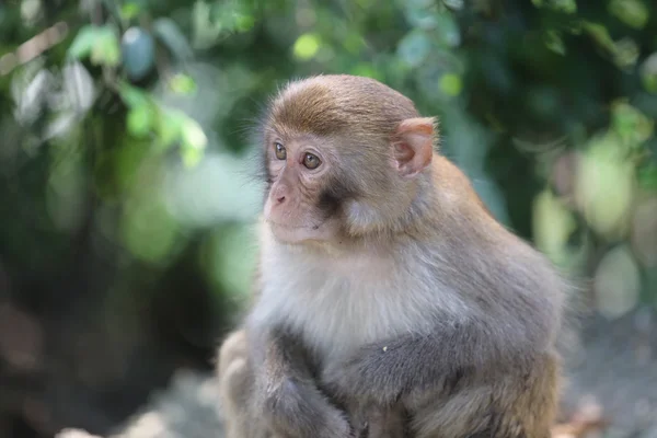 Monkey in Kam Shan Country Park, Kowloon, Hong Kong